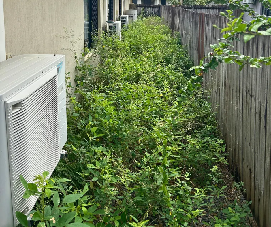 Side access heavily overgrown with weeds before a garden clean-up