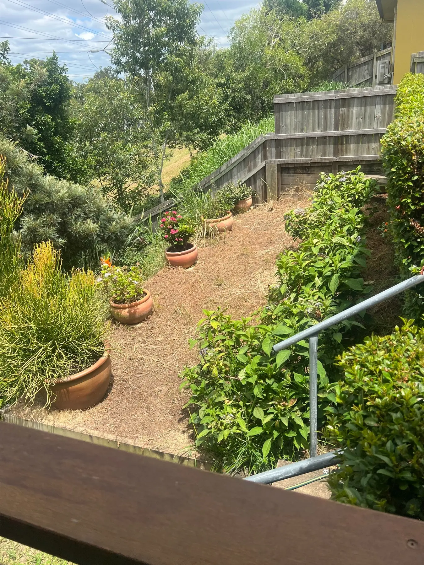 Dry garden bed before clearing and mulching